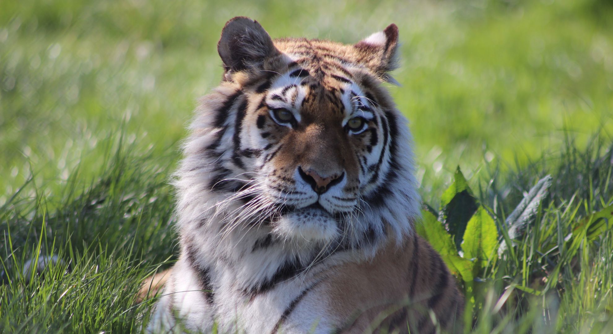 Knowsley Safari Park